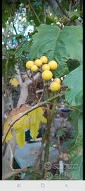 semi di solanum crhysotrichum