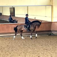 Cavalla dressage 8 anni cat F