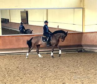 Cavalla dressage 8 anni cat F