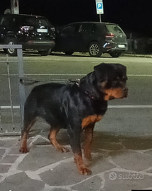 Rottweiler