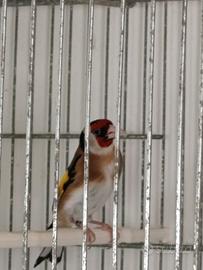 Cardellino