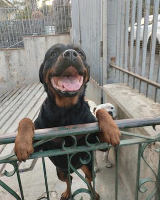 Rottweiler e amstaff