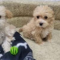 Cuccioli di maltipoo M e F