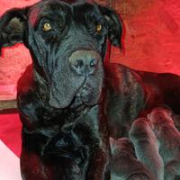 Cane corso cuccioli