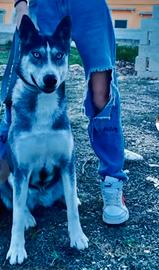 Husky 2 anni