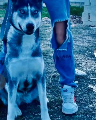 Husky 2 anni