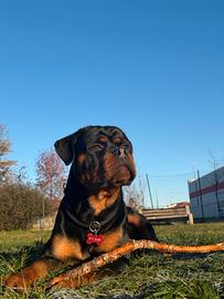 DISPONIBILE PER RIPRODUZIONE (Monta )