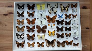 scatola con farfalle autoctone