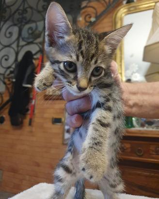 Cuccioli di gatto