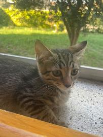 Dolcissimi Gattini