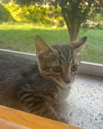 Dolcissimi Gattini