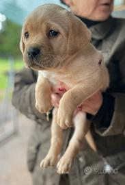 Labrador miele con pedigree