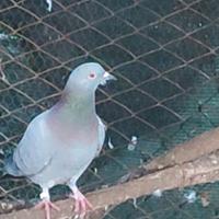 Piccioni rosati adatti per caccia con l'asta