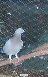 Piccioni rosati adatti per caccia con l'asta