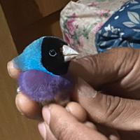 Coppia diamanti di gould