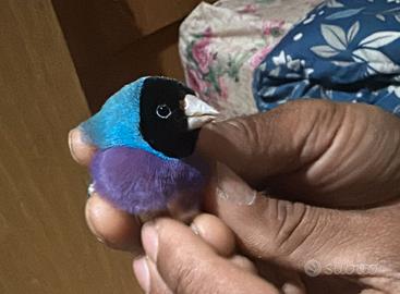 Coppia diamanti di gould