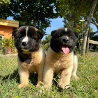 Akita Americano