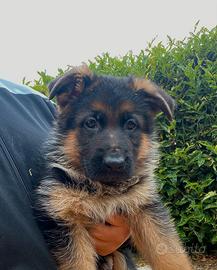 Cuccioli pastore tedesco