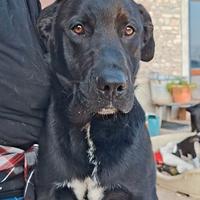 HENRY incrocio labrador Dole ed equilibrato