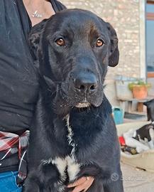 HENRY incrocio labrador Dole ed equilibrato