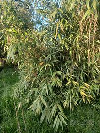 Piantini di bambù verde