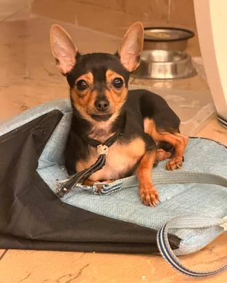 Pincher nano piccolissimo