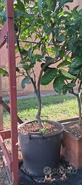 Piante di limoni e agrumi