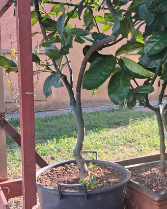 Piante di limoni e agrumi