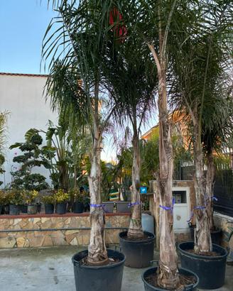 Palma cocos