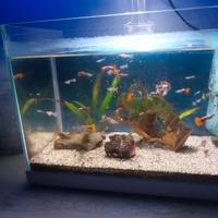 acquario 30 litri