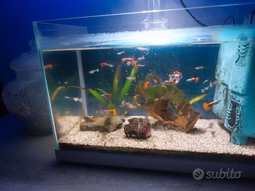 acquario 30 litri