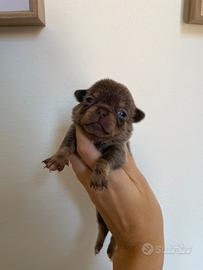 Chihuahua toy femmine lilac con Pedegree enci