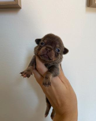 Chihuahua toy femmine lilac con Pedegree enci