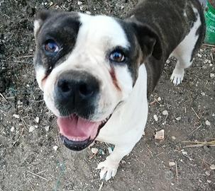 Zoe (American Bulldog)