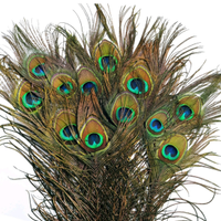 Piume di pavone