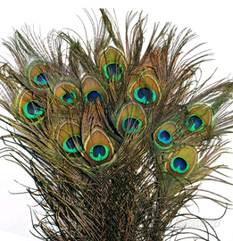 Piume di pavone
