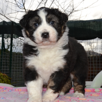 Cucciola di Pastore Australiano