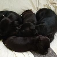 Staffordshire bull terrier