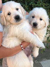 Cuccioli golden Retriever