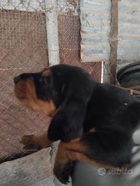 Cuccioli di segugio italiano