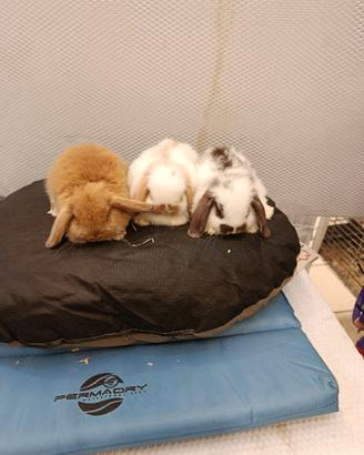 Conigli nani ariete mini lop