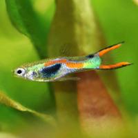 Guppy e endler