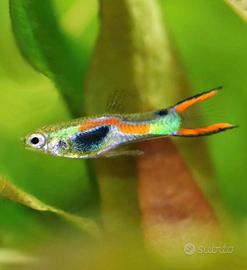 Guppy e endler