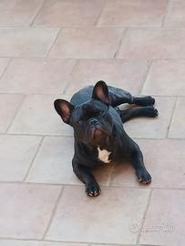 Bulldog francese