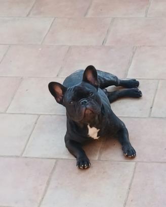 Bulldog francese