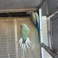 Parrocchetti dal collare