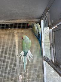 Parrocchetti dal collare