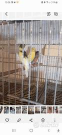 Uccelli