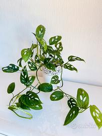 Monstera Acuminata