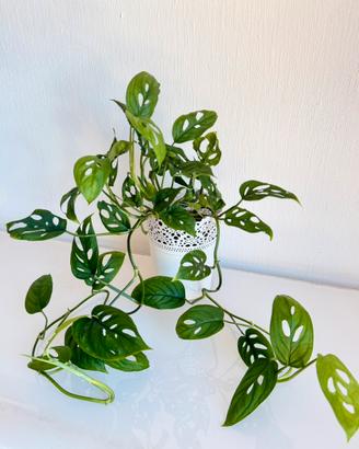 Monstera Acuminata